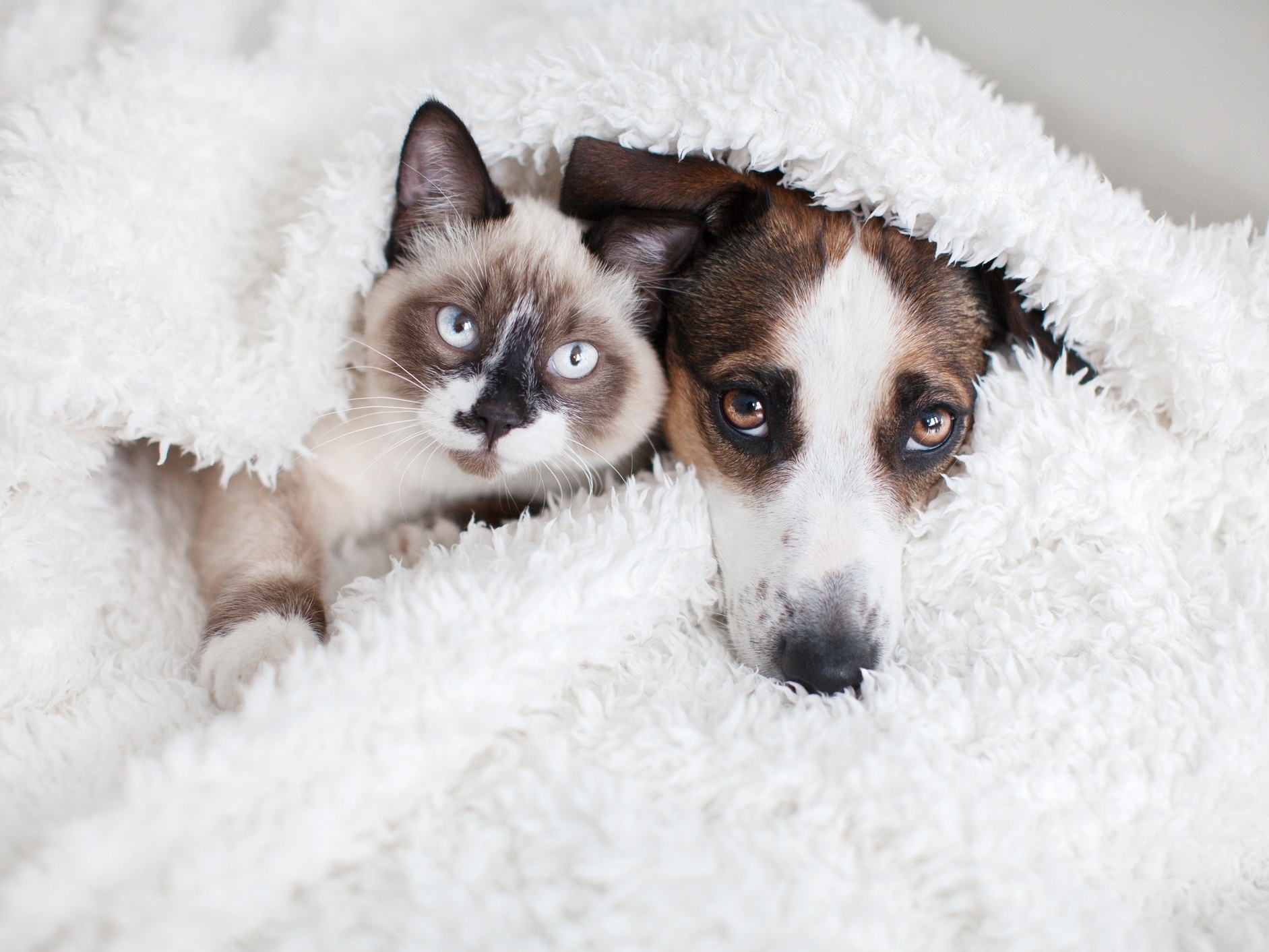 Cachorro, gato, cutia? Saiba que animais podem ser comidos no