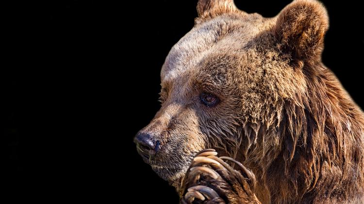 Urso pardo em fundo escuro  - Getty Images/iStockphoto - Getty Images/iStockphoto