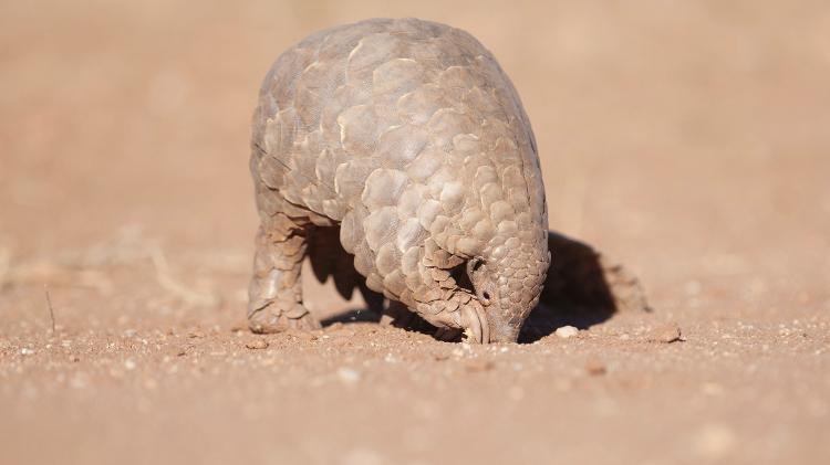 Pangolim caçando formigas - Getty Images/iStockphoto - Getty Images/iStockphoto