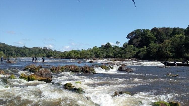 Para chegar ao maior angelim-vermelho do Brasil, é preciso percorrer 220 km de barco pelo Rio Jari, repleto de corredeiras e cachoeiras, além de 10 km a pé pela floresta. Durante a viagem, é possível ver pontos de mineração ilegal