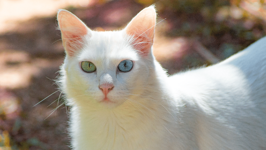 É comum encontrar gatos brancos com olhos azuis, verdes ou até heterocromia (um olho de cada cor) É comum encontrar gatos brancos com olhos azuis, verdes ou até heterocromia (um olho de cada cor)