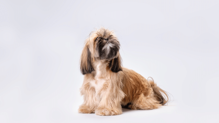 O shih tzu tem expectativa de vida média de 12 a 15 anos O shih tzu tem expectativa de vida média de 12 a 15 anos