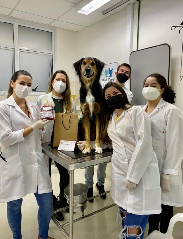 O cão Beethoven na clínica para a realização da coleta de sangue - Arquivo Pessoal - Arquivo Pessoal