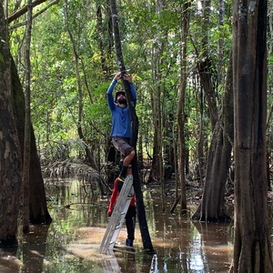 Tecnologia usa som da chuva na Amazônia para prever desastres 