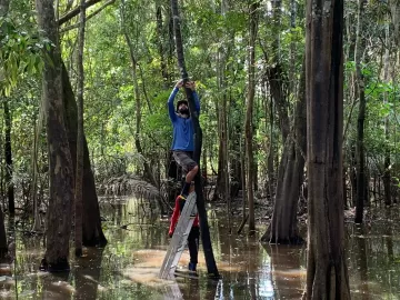 Tecnologia usa som da chuva na Amazônia para prever desastres 