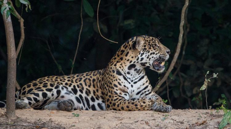 Onça-pintada (Panthera onca) no Pantanal brasileiro Onça-pintada (Panthera onca) no Pantanal brasileiro