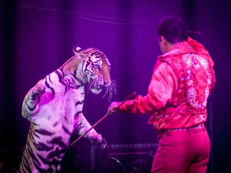 Tigre e domador em espetáculo de circo na Cidade do México, em 2014 - Xinhua/Pedro Mer