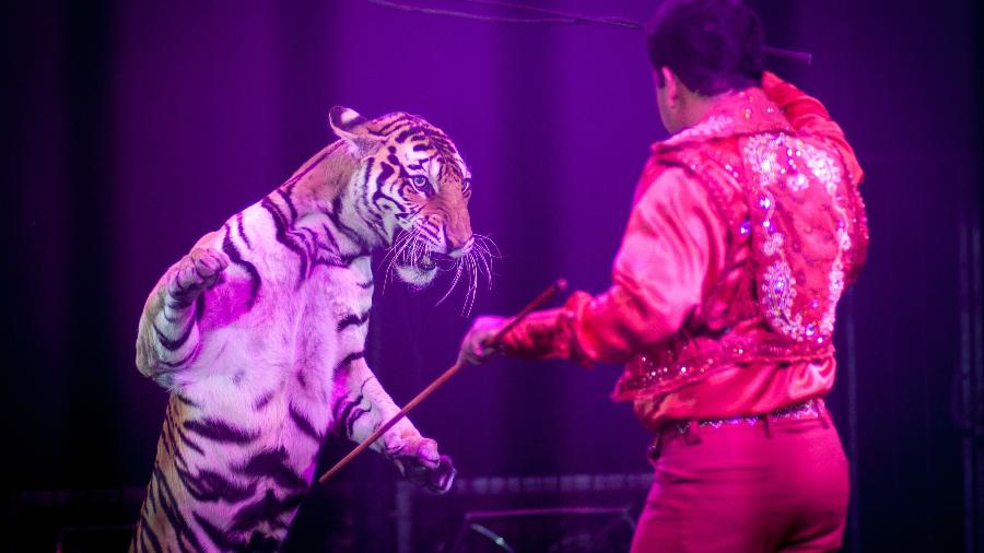 Tigre e domador em espetáculo de circo na Cidade do México, em 2014 - Xinhua/Pedro Mer