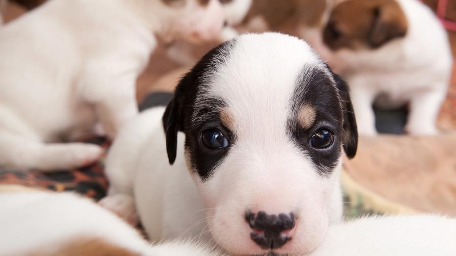 Foto meramente ilustrativa: não sabemos a idade e a raça de Nick, Fred, Baby, Laika, Thor e Sharon, os cãezinhos envolvidos no processo - Ska_Zka/Getty Images/iStockphoto