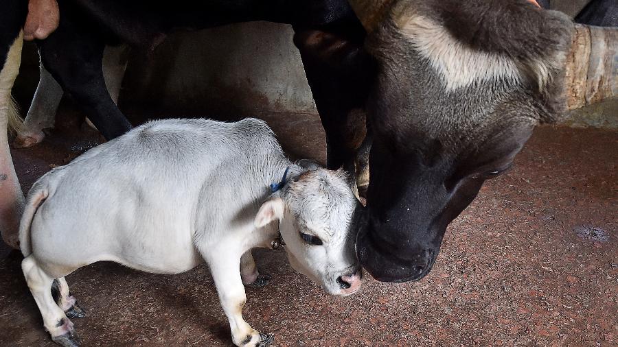 Rani, uma vaca de 51 centímetros de altura, atraiu milhares de visitantes à cidade de Charigram, em Blangadesh. Ela morreu em agosto deste ano, por problemas de saúde - Munir Uz zaman/AFP
