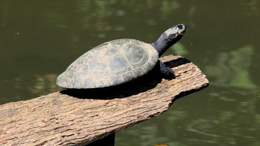 Estudo identificou baixo nível de mercúrio nas tartarugas - iStock