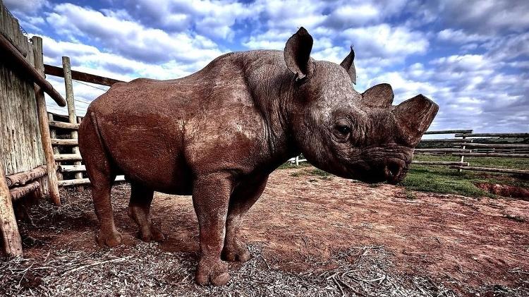 Os rinocerontes negros são considerados criticamente ameaçados na lista vermelha da União Internacional para a Conservação da Natureza (IUCN na sigla em inglês). 