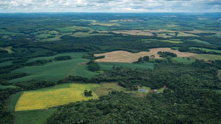 Na Mata Atlântica, um dos biomas mais desmatados do Brasil, é quase impossível encontrar grandes blocos de floresta Na Mata Atlântica, um dos biomas mais desmatados do Brasil, é quase impossível encontrar grandes blocos de floresta