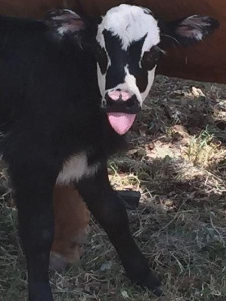 A simpática bezerra Genie - Reprodução - Reprodução