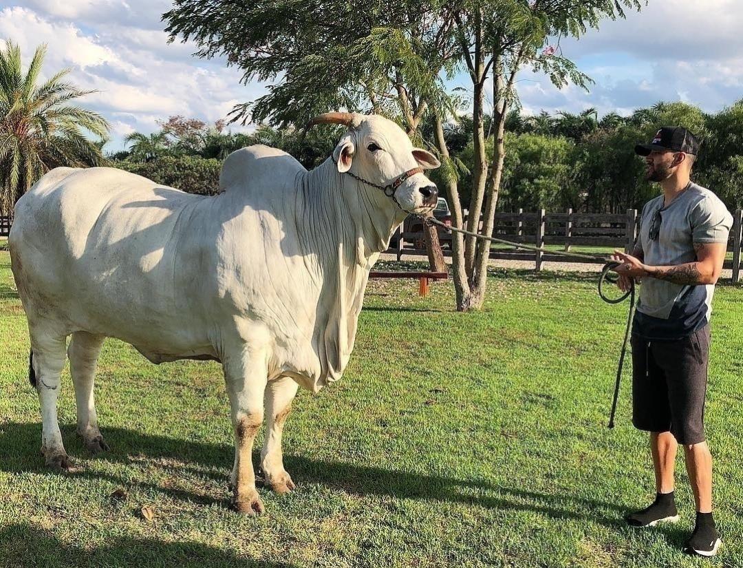 Gusttavo Lima - Reprodução/Instagram