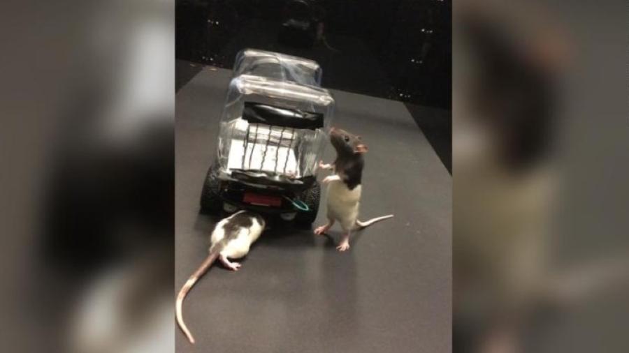 Ratos guiam veículos elétricos - Reprodução