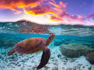 Tartaruga marinha - Getty Images
