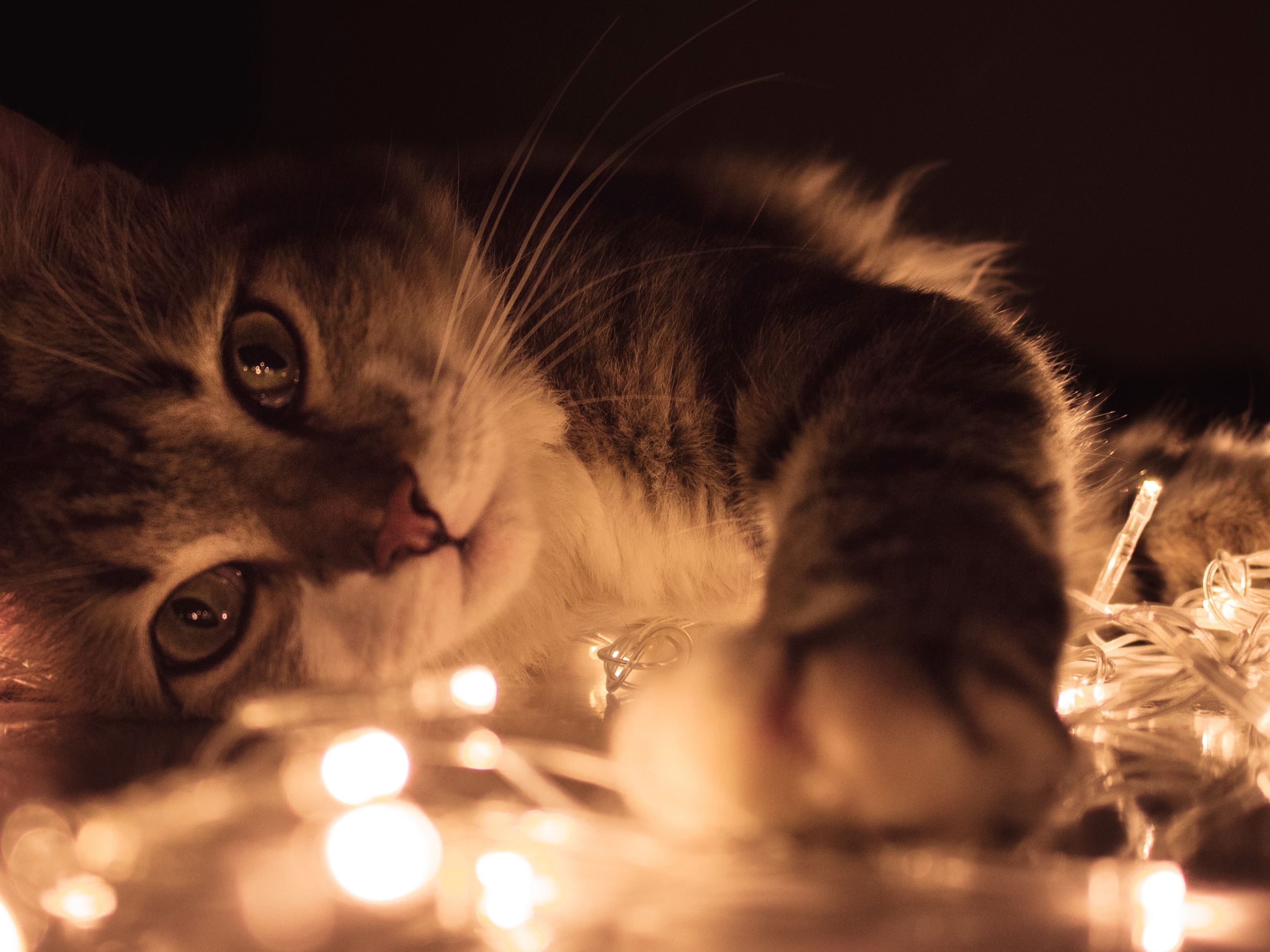 ꓖⲅⲓⲙⲟ́ⲅⲓⲟ Ⲇⲃⲉⲅⲧⲟ on Instagram: “A Energia dos Gatos Os gatos possuem uma  conexão com o mundo mágico, invisível. Assim co…