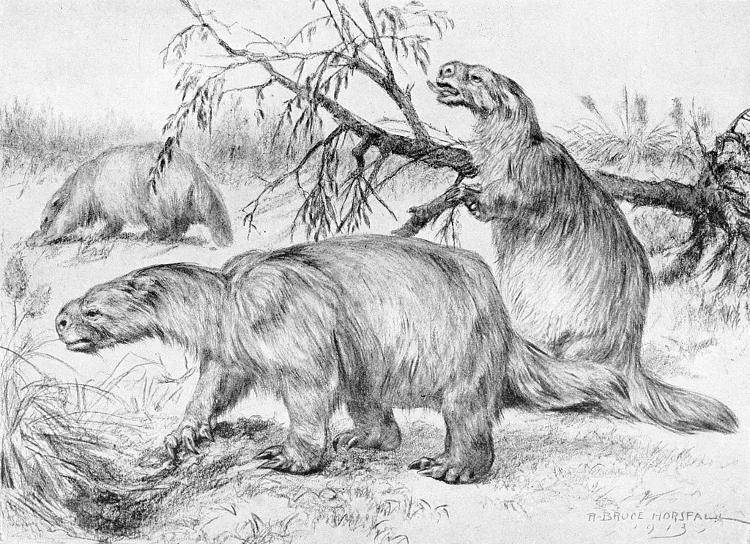 Mesmo com a rejeição dos biólogos, David Oren especulava que o mapinguari poderia ser uma preguiça-gigante