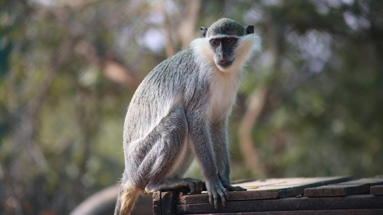 Macaco verde africano no santuário Al Ma'wa for Nature and Wildlife