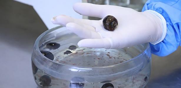 Fiocruz warns of snail-borne meningitis