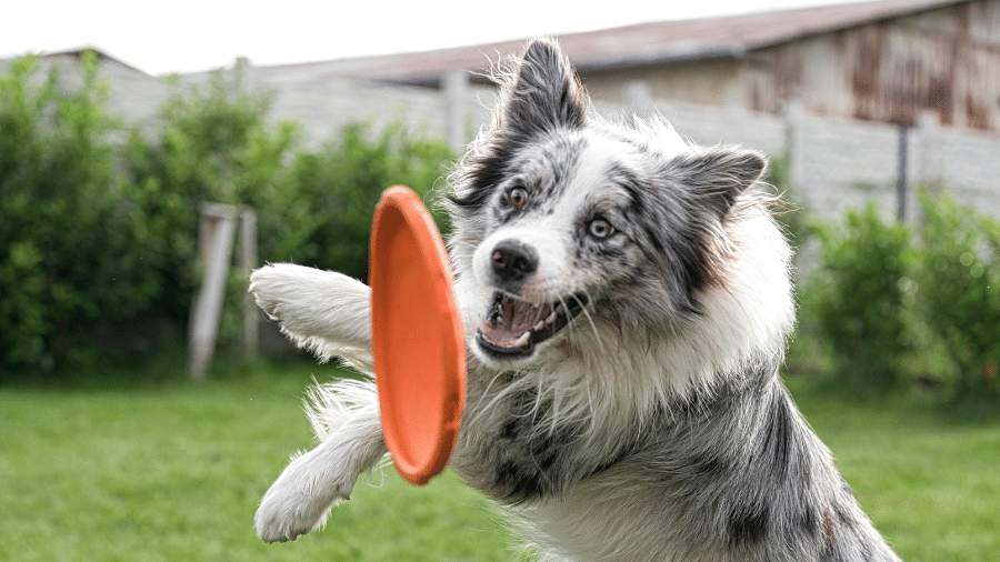 Alguns cães possuem habilidades cognitivas mais complexas do que se imagina Alguns cães possuem habilidades cognitivas mais complexas do que se imagina