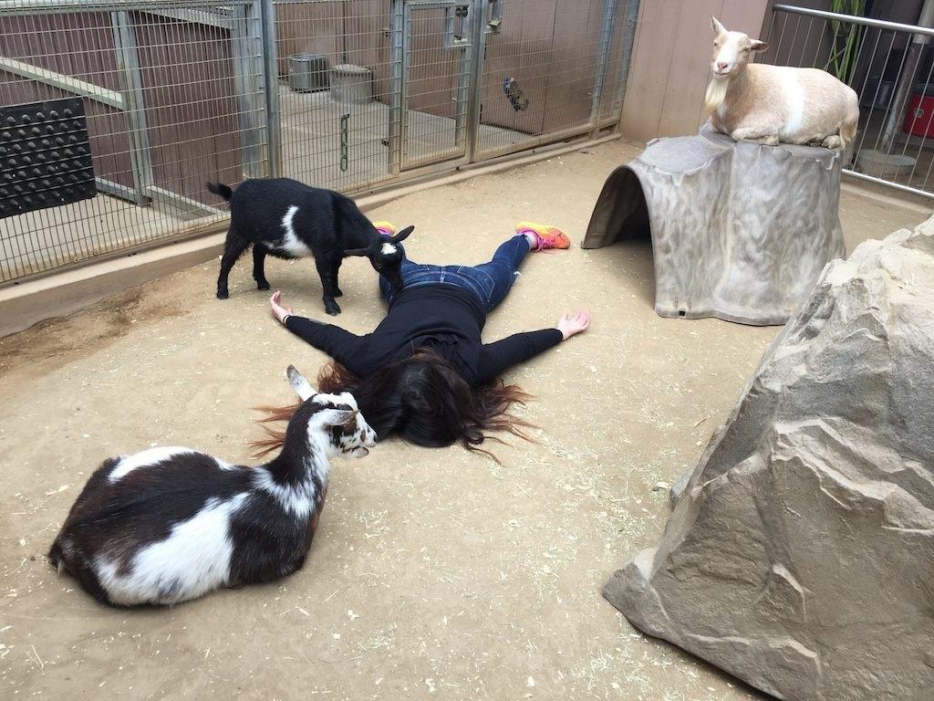 "STEFDIES" no zoológico de San Diego - Divulgação
