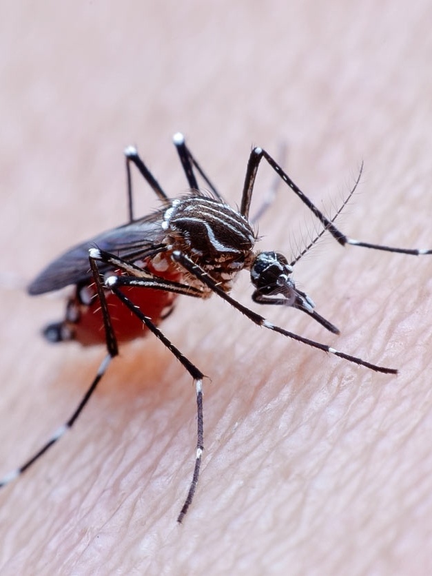 O Que é Pior Dengue Ou Chikungunya