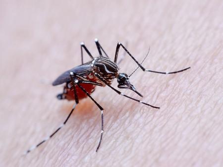 É dengue, zika ou chikungunya? Saiba diferenciar essas três ...