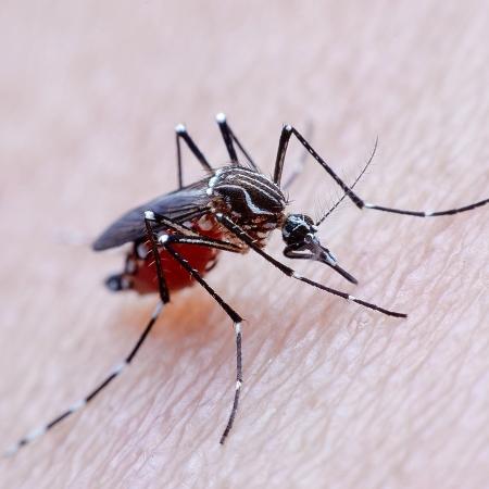 A febre amarela é propagada por mosquitos - iStock