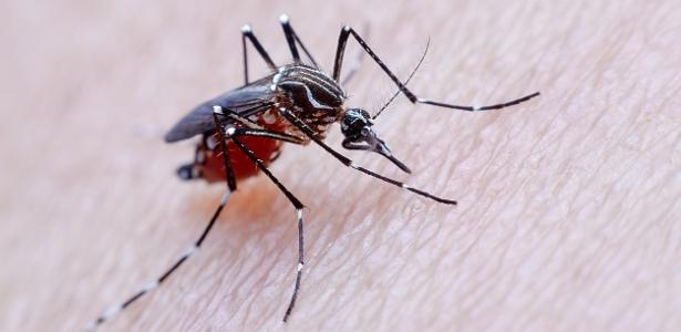 Operação Amphibia, em Minas, investiga fraudes no combate ao mosquito Aedes aegypti - iStock