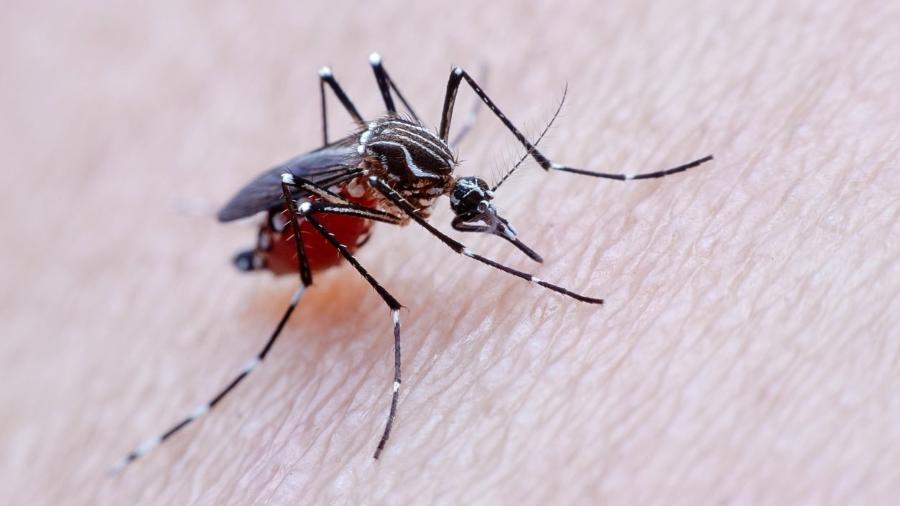O Aedes aegypti é o mosquito transmissor da zika e da febre amarela - iStock