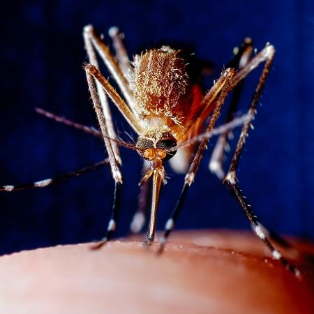 Pesquisas indicam que atraímos mais mosquitos ao ingerirmos bebida alcoólica, mas qual é o efeito do álcool no organismo desses insetos? - iStock