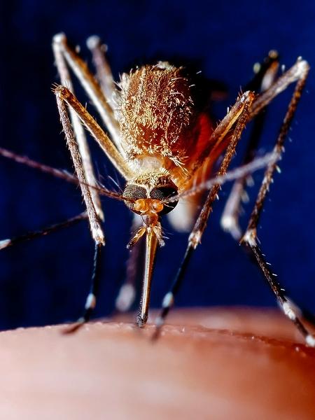 O pequeno mosquito é 180 vezes mais letal que cobras, hipopótamos e tubarões - iStock