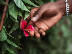 Banho de renascimento para Libra, Escorpião e Sagitário tomarem no Natal