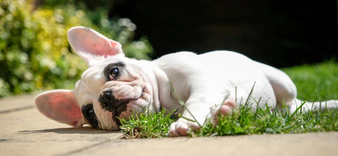 Filhote de cachorro da raça buldogue francês - Getty Images