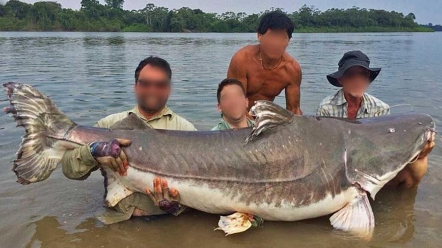 Piraíba com pescadores dá dimensão de peixe chamado de "golias" ou "tubarão" na região amazônica - Reprodução/Facebook