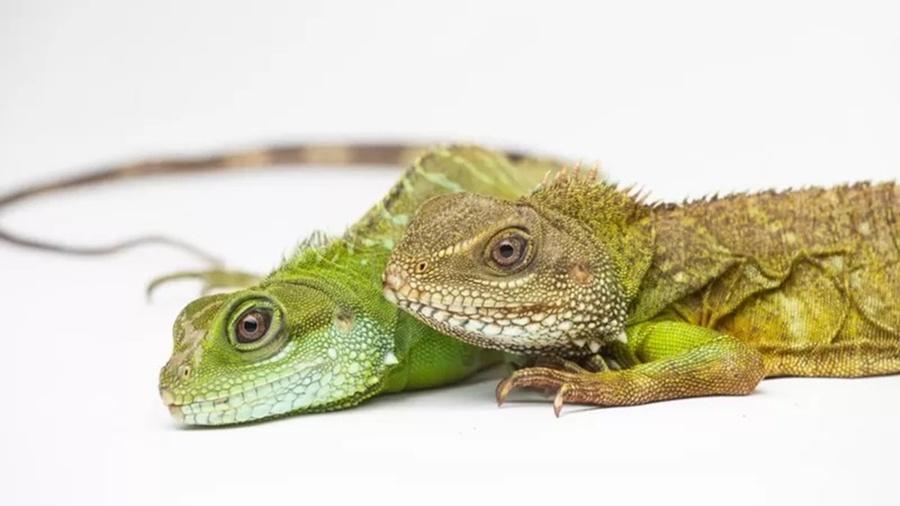 Uma fêmea de dragão-d"água-chinês (Physignathus cocincinus) gerou outra fêmea (à esquerda) sem a ajuda de um macho - Smithsonians National Zoo