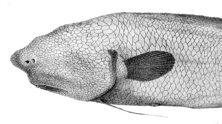 O cusk sem rosto ( Typhlonus nasus) vive a mais de 5 mil metros de profundidade. - R. Mintern/Wikimedia Commons - R. Mintern/Wikimedia Commons