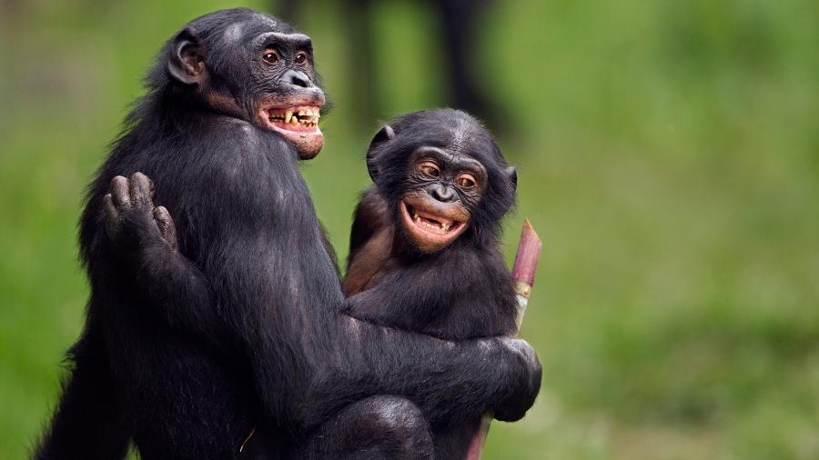 Bonobos no santuário Lola Ya, na República Democrática do Congo Bonobos no santuário Lola Ya, na República Democrática do Congo