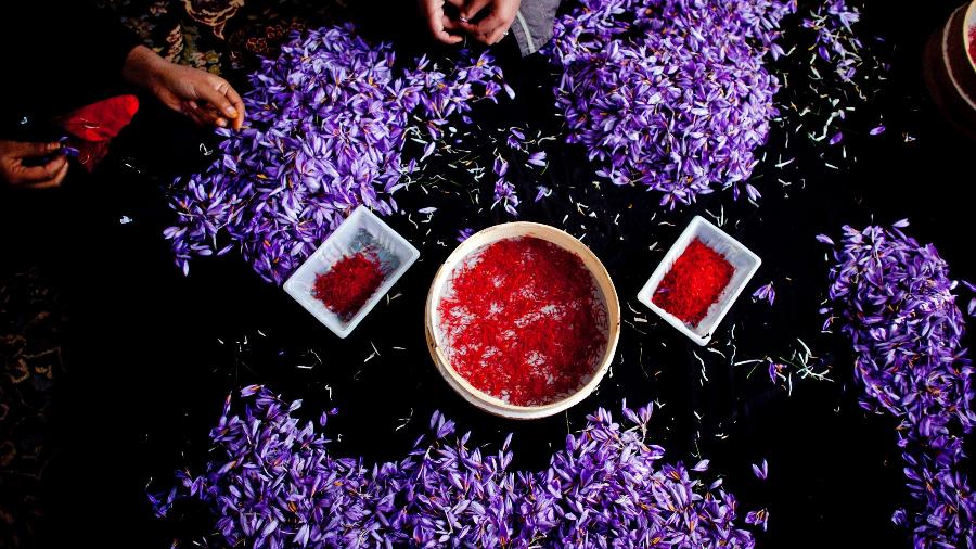 A Pashton Zarghon Saffron Women produz e exporta o açafrão colhido por mais de mil mulheres - Getty Images