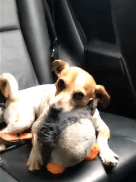 Paola Carosella postou um vídeo de seus cachorros brincando no banco de trás do carro - Reprodução/Twitter
