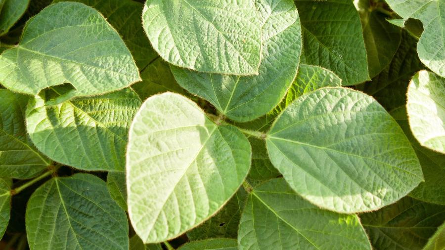 A frequência desses sons emitidos pelas plantas não é muito alta e não pode ser captada pelo ouvido humano - iStock