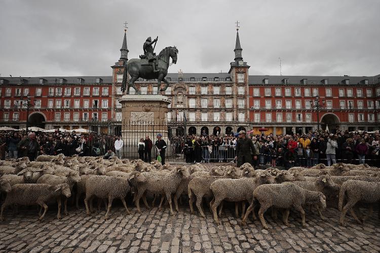 Mais de 1.000 ovelhas passaram pelo centro de Madri no evento anual conhecido como La Fiesta de la Trashumancia - Anadolu Agency via Getty Images - Anadolu Agency via Getty Images