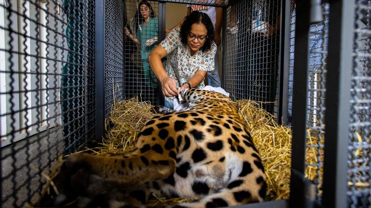 O jovem Xamã no Hospital Veterinário da UFMT, em Sinop, sendo acomodado numa caixa de transporte antes de ser levado para seu recinto no Pará. - Noelly Castro/Proteção Animal Mundial - Noelly Castro/Proteção Animal Mundial