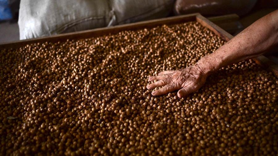 Caroço de açaí é usado para a fabricação de produtos sustentáveis Caroço de açaí é usado para a fabricação de produtos sustentáveis