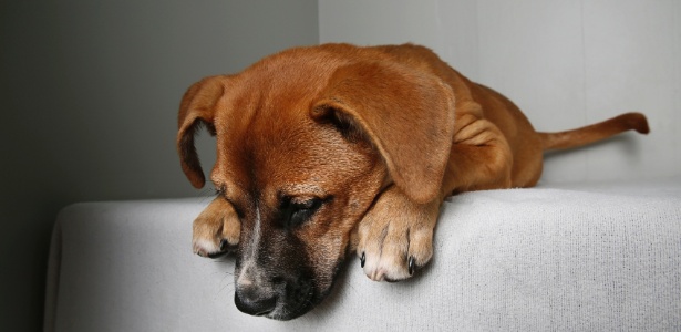 Cães com mudanças radicais de comportamentos devem ser observados - Getty Images - Getty Images