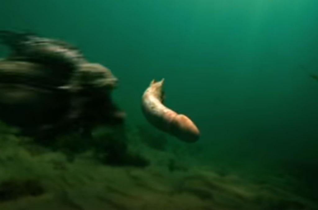 Cena de "Piranha 3D" (2010) - Reprodução