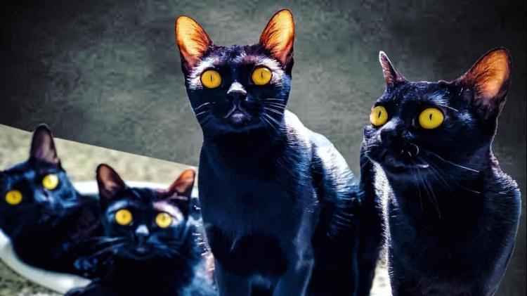 Gatos que deram vida a León foram importados dos Estados Unidos especialmente para a novela - Arquivo pessoal - Arquivo pessoal