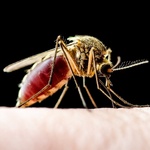 Estômago vazio, refluxo biliar, vesícula: o que causa vômito amarelo?